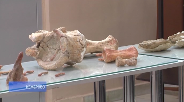 Кузбасс доисторический: лекция, посвящённая палеонтологическим раскопкам на территории региона, прошла в краеведческом музее