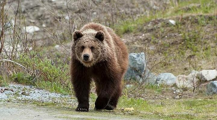 ЧП в Кузбассе: медведь растерзал мужчину