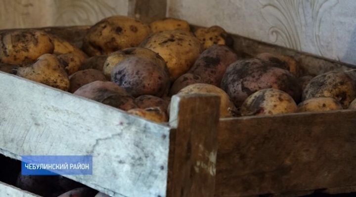 Занятие для души: 40 сортов картофеля на одном участке!