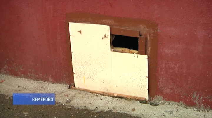 Замуровали: кошки оказались в ловушке в подвале одной из кемеровских многоэтажек